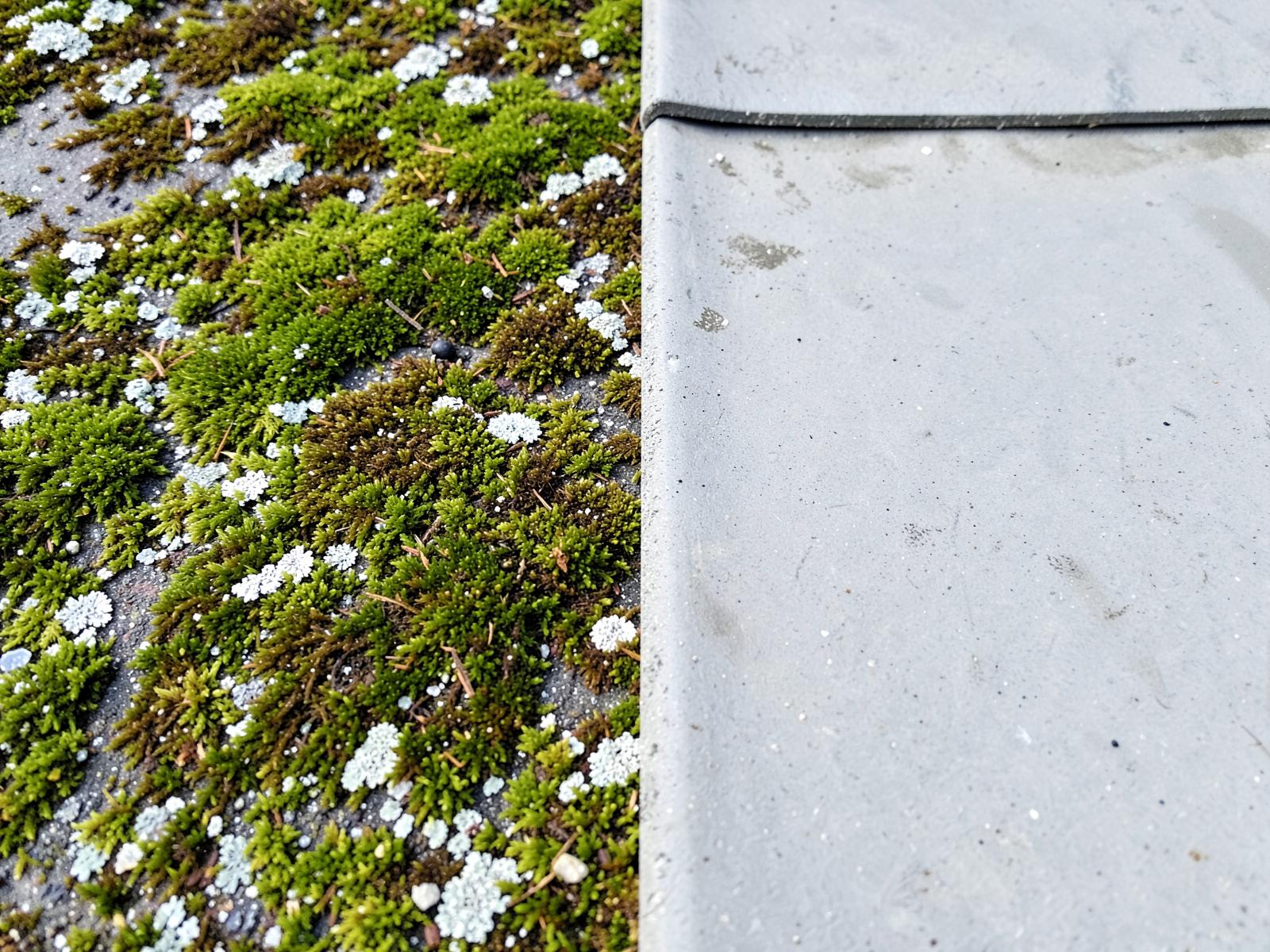 Dachziegel im Vergleich: links vermoost und verflechtet, rechts gereinigte Oberfläche